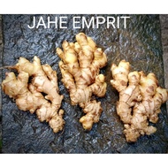 FRESH EMPRIT GINGER / original mountain ginger / quality ginger emprit ginger ginger