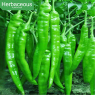 100 seeds SILI PANIGANG / Siling Haba / Hot Pepper Green / Bicol Express Chili Seeds