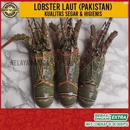 Lobster Pakistan Segar - Lobster Laut Segar 1kg isi 4-5 Ekor