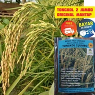 Terlaris COD tongkol2 jumbo benih padi Galur lokal Aceh berkualitas.