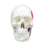 love* Human Skull Model Human Head Skeleton Anatomy Model Life Size Anatomical Skeleton Head Model M