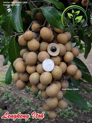 Bibit Kelengkeng Itoh super