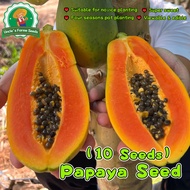10pcs/pack High Yield Sweet Papaya Seeds for Planting Dwarf Papaya Seeds Papaya Fruit Seeds Red Lady