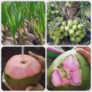 Bibit Kelapa Wulung Ijo Entok asli