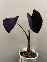 Alocasia Diamond Head