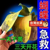 【樂樂屋】【花肥】蝴蝶蘭專用肥料 快速促進發芽催花劍拯救黃葉爛根不開花有機顆粒肥
