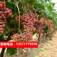 Grape Seedlings Grapes Grape Seedlings Field Cultivation Potted Garden Fruit Seedlings Grafting Seed