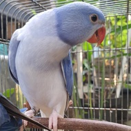 Indian ringneck (irn) parrot Violet Opaline Cleartail