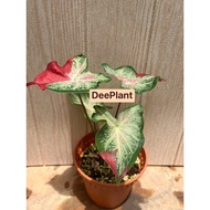 【DP】Caladium Shycool | Keladi Cat Tumpah | Rare Plant | Garden Trend Dee Plant