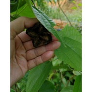 sacha inchi plant and seeds，pokok sacha inchi