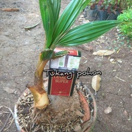 SALE BIBIT BONSAI POHON KELAPA-BIBIT KELAPA HIJAW SALE