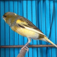 Burung kenari F1 BB gacor murah