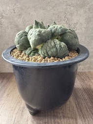 怒濤牡丹  多肉植物 塊根 盆栽 仙人掌