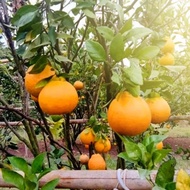 Bibit Tanaman buah Jeruk Dekopon berbuah fres