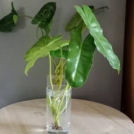 Burle marx caladium indoor plant, pembersih udara