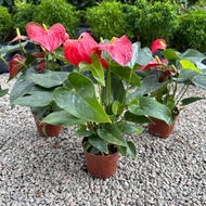 90s Greenovation Live Indoor Plant Anthurium red bambino P110 红掌