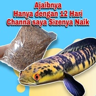 ikan channa chana barca pulchra asiatica maru andrao argus channa