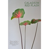 Caladium Red Flash Caladium Live Plants ｜ Pokok Keladi | 彩叶芋