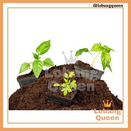 1Liter Import Peat Moss Soil/ Seeding Substrate Soil/ Medium Semaian 泥碳土