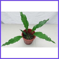 ☑ ☢ ❁ Anthurium plowmanii ( Wave of Love Anthurium Plant )