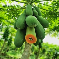 Seeds papaya/Biji benih betik