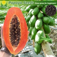 เมล็ดพันธุ์ มะละกอ เรดเลดี้ บรรจุ 10 เมล็ด Red Lady Papaya Seed Dwarf Papaya Tree Fruit Seeds เมล็ดพันธุ์ผลไม้ ต้นไม้ผลกินได้ เมล็ดผลไม้ พันธุ์ไม้ผล บอนไซ ต้นไม้กินผล ต้นไม้มงคล เมล็ดบอนสี ต้นไม้แคระ ปลูกง่าย คุณภาพดี ราคาถูก ของแท้ 100% หอมหวาน อร่อย