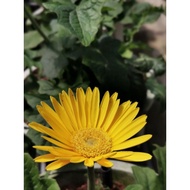 5 KG & ABOVE LOCK LIVE ONLY WEIGHT 5KG ABOVE