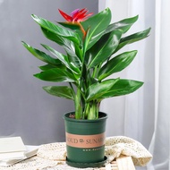 Plants that are truly alive 活着的植物Internet Celebrity Bird of Paradise Green Plant Hydroponic Plant Fl