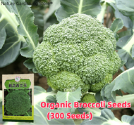 เมล็ดพันธุ์ บร็อคโคลี ประมาณ 300 เมล็ด Broccoli Seeds Organic Vegetable Seeds for Planting เมล็ดพันธุ์แท้ OP แท้ เมล็ดบล็อคโคลี เมล็ดพันธุ์ผัก ผักสวนครัว บอนไซ บอนสี ผักออร์แกนิก พันธุ์ผัก เมล็ดผัก เมล็ดพันธุ์พืช ปลูกผัก ปลูกได้ตลอดปี เมล็ดงอกสูง ปลูกง่าย