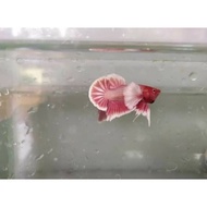 Betta plakat dumbo ear termurah