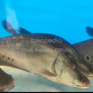 Ikan Hias Ikan Belida Bangkok Jumbo