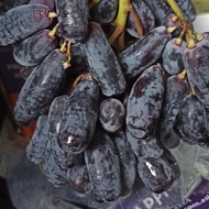 Anggur Hitam Jari Tanpa Biji Seedless Moondrop Sapphire Australia