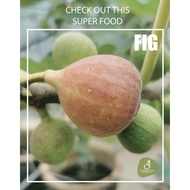 Fresh Fig Jam / Jam Buah Segar Tin