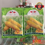 Benih jagung manis BONANZA 1800 btr