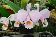 Cattleya schroederae 4"盆 (4076)(p300)