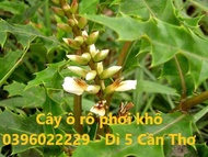 cây ô rô phơi khô 1 ký - Hàng khô sạch bụi bậm