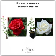 mawar merdeka Mawar Merah&amp;Putih Murah Super Wangi Sudah Berbunga / Bunga Mawar Asli Hidup Siap Mekar / Promo Paket Bunga Mawar Hidup