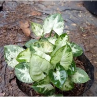 keladi mini keladi liliput