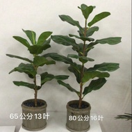 FIDDLE FIG Real Touch Artificial Plant Fake Tree 65CM,80CM,110CM,140CM,150CM