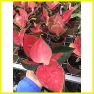 ♞COD! Aglaonema Red Suksom Live Potted Plants