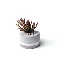 莫蘭迪粉系列 | 猿戀葦 小圓形三色不規則水泥多肉植栽