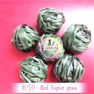 New❗️Napier red hay红马草可食【超级香】 grass Guinea Pig /marmut/天竺鼠/豚鼠的最爱