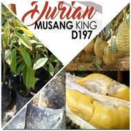 Hot Selling Anak Pokok Durian Musang King