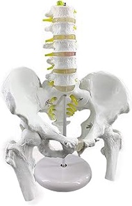 DADAKEWIN Pelvis Model With 5-joint Lumbar Spine Model Human Bone Model Femur And Lumbar Interverteb