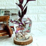 1 SET AQUARIUM MINI / AQUARIUM KECIL IKAN CUPANG / AQUARIUM IKAN GUPPY / AQUASCAPE / VAS KACA BENING