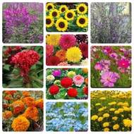 FLOWER PLANT SEED SEEDS DAHLIA SUNFLOWER  ZINNIA  COSMOS COCKSCOMB MARIGOLD BIJI BENIH POKOK BUNGA