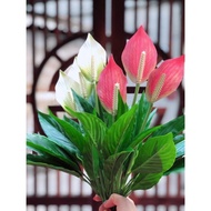 Premium peace lily cluster.