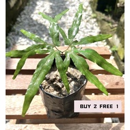 BUY 2 FREE 1 Pokok Paku Pakis / Paku Pakis Hiasan / Lygodium Circinnatum / 海金沙