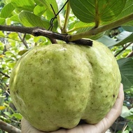 Bibit Jambu Kristal cangkok lebih cepat berbuah