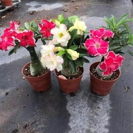 5pcs/bag Adenium Obesum desert rose bonsai flowers and plants family garden balcony decoration